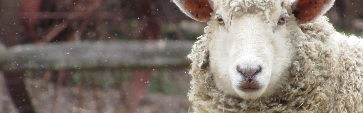 Sheep