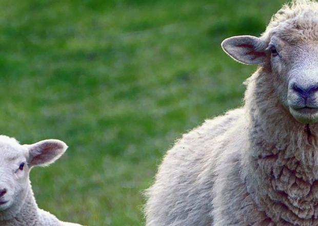 Sheep
