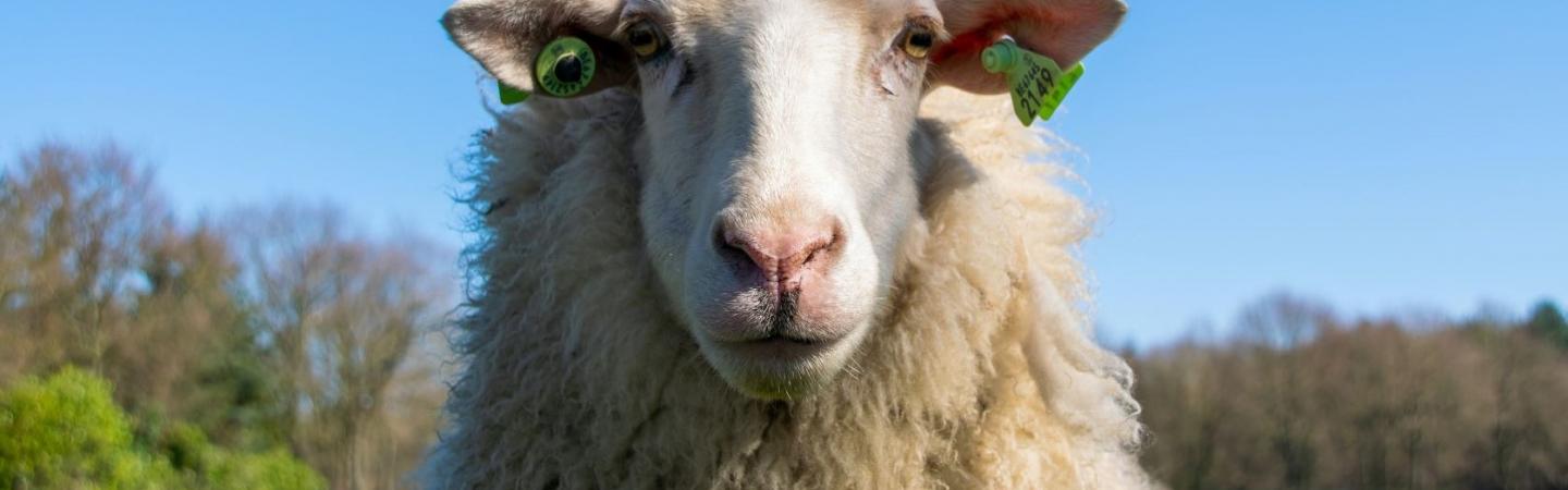 Livestock worrying